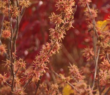 Hamamelis virginiana Mohonk Red