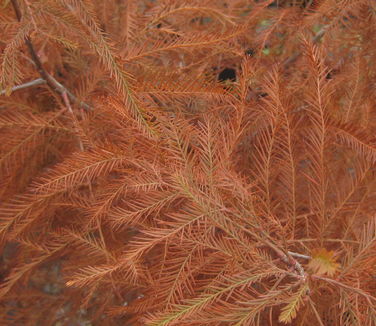  Taxodium distichum Emerald Shadow (fall color)