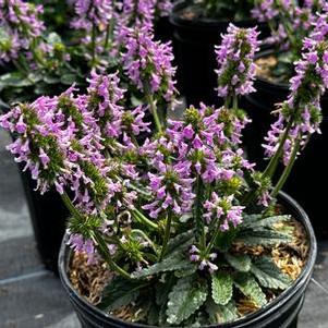 Stachys minima 