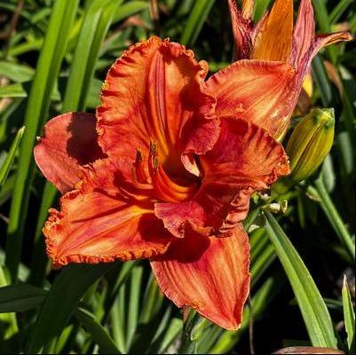 Hemerocallis Perceptive