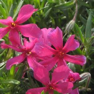 Phlox subulata Red Wings