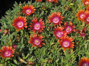 Delosperma Fire Spinner - Ice Plant 