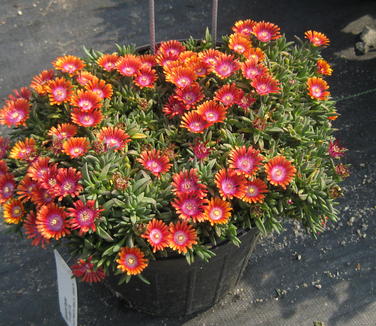 Delosperma Fire Spinner - Ice Plant 