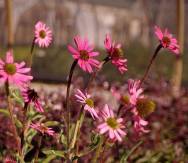 Echinacea tennesseensis 'Rocky Top'