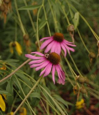 Echinacea tennesseensis Rocky Top