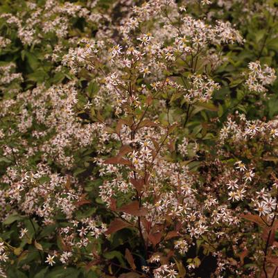 Aster lateriflorus Lady in Black