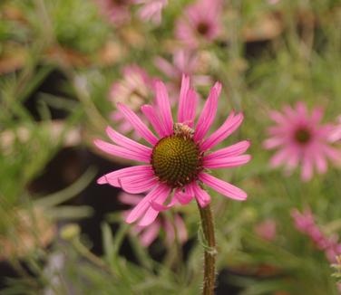 Echinacea tennesseensis 'Rocky Top'