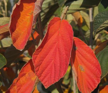 Hamamelis x intermedia 'Arnold Promise' - Witchhazel (Fall color)