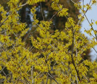 Hamamelis x intermedia 'Arnold Promise' - Chinese Witchhazel