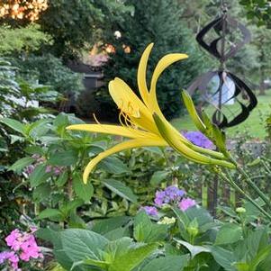 Hemerocallis citrina 