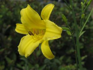 Hemerocallis Voyles Unnamed Hybrid - Daylily