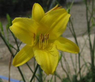 Hemerocallis Voyles Unnamed Hybrid - Daylily