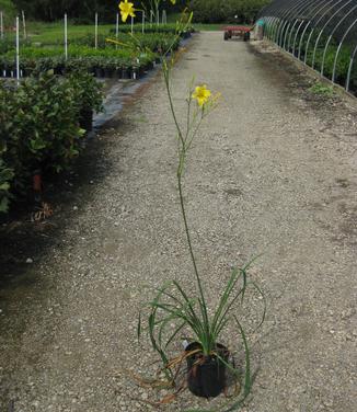 Hemerocallis Voyles Unnamed Hybrid (@ Chanticleer)