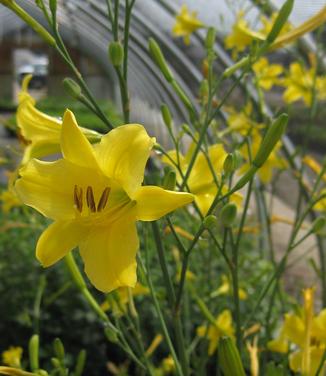 Hemerocallis Voyles Unnamed Hybrid - Daylily