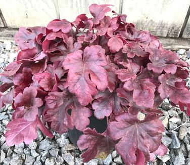 Heucherella Buttered Rum (December)