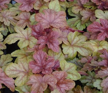 xHeucherella x 'Buttered Rum'