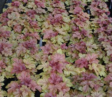 xHeucherella x 'Buttered Rum'