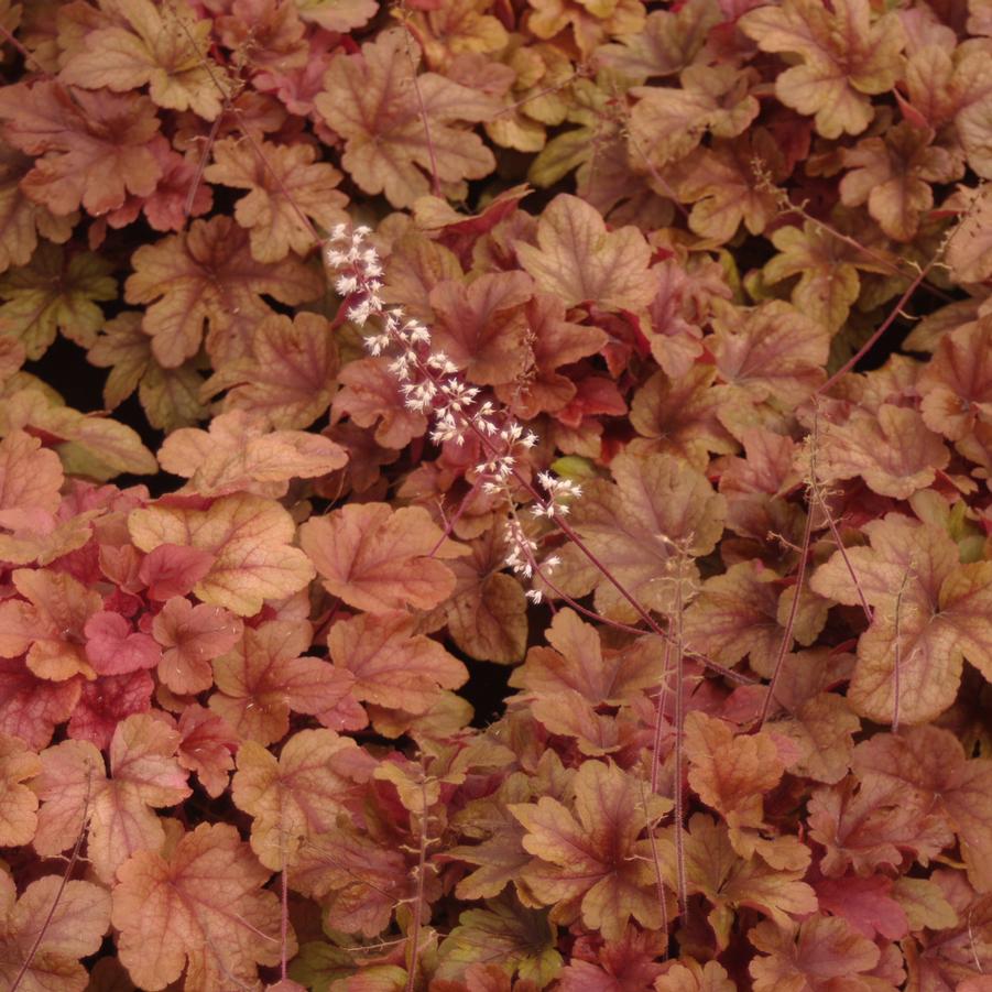 xHeucherella x 'Buttered Rum'