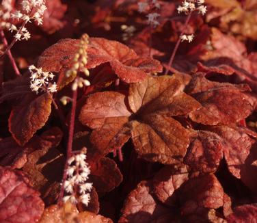 Heucherella Buttered Rum