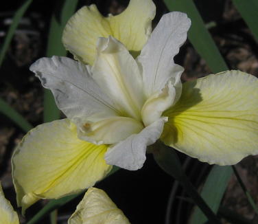 Iris sibirica 'Butter and Sugar' - Siberian Iris