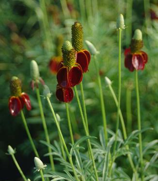 Ratibida columnifera Red Midget - Mexican Hat Plant 