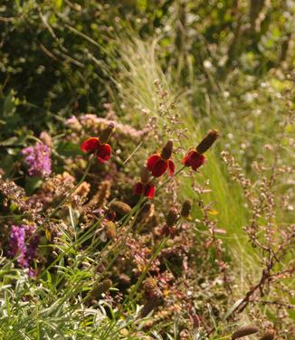 Ratibida columnifera Red Midget