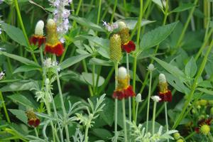 Ratibida columnifera Red Midget - Mexican Hat Plant 