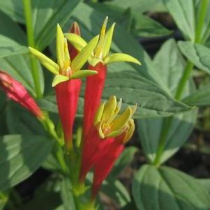 Spigelia marilandica 