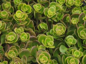 Sedum tetractinum Coral Reef - Stonecrop