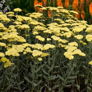 Achillea millefolium Sassy Summer Silver