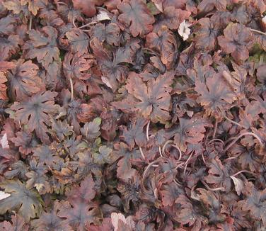 Tiarella x Sugar and Spice - Winter color