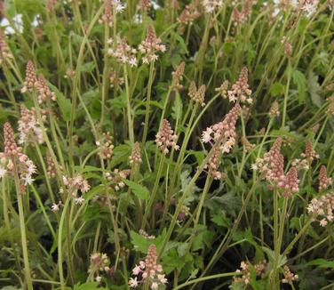 Tiarella x Sugar and Spice