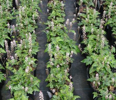 Tiarella x Sugar and Spice - Foamflower