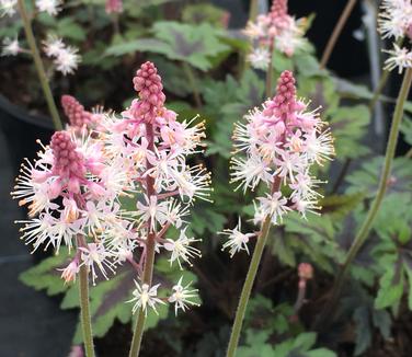 Tiarella x Sugar and Spice