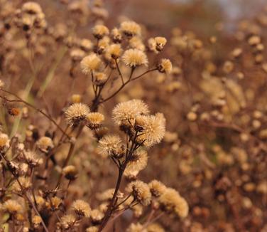 Vernonia glauca (seedheads)