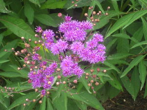 Vernonia glauca 