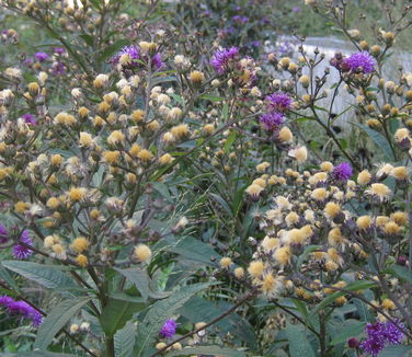 Vernonia glauca - Broadleaf Ironweed