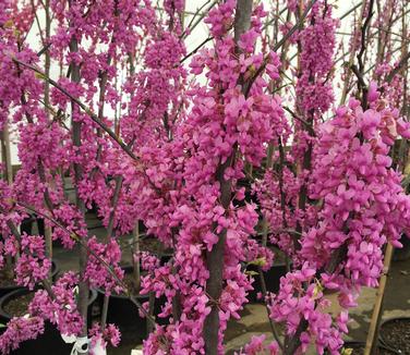 Cercis canadensis Alley Cat