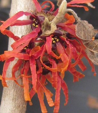 Hamamelis x intermedia Diane 