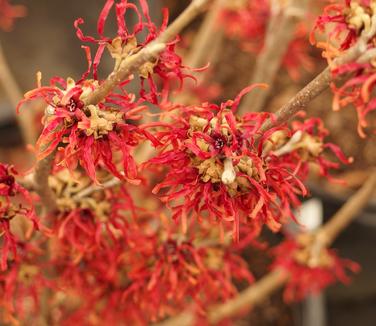 Hamamelis x intermedia Diane - Witchhazel