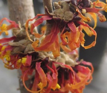 Hamamelis x intermedia 'Diane' - Chinese Witchhazel