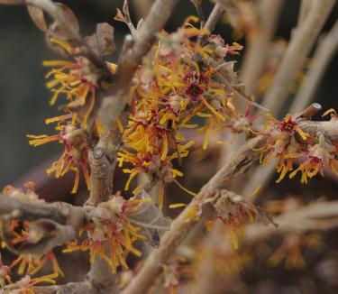 Hamamelis vernalis Autumn Embers