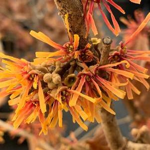 Hamamelis vernalis Beholden