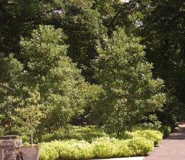 Magnolia virginiana Green Mile (@NYBG)