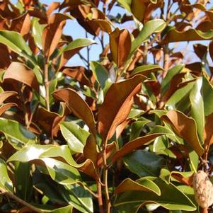 Magnolia grandiflora Bracken's Brown Beauty