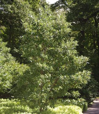 Magnolia virginiana Green Mile (@NYBG)