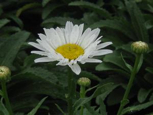 Leucanthemum x superbum 'Snowcap' - Shasta Daisy