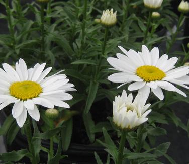 Leucanthemum x superbum 'Snowcap' - Shasta Daisy