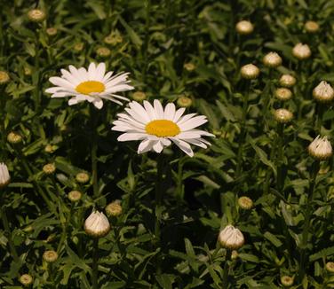 Leucanthemum x superbum Snowcap