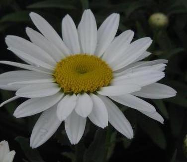 Leucanthemum x superbum Snowcap